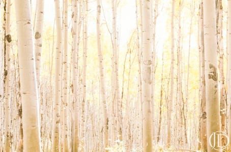 Artwork Title: Aspen
