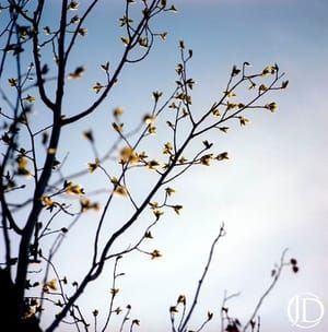 Artwork Title: Blossoms