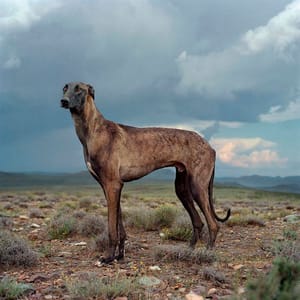 Artwork Title: Africanis Dog