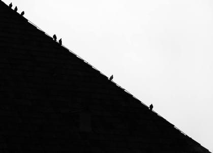 Artwork Title: Half Birds