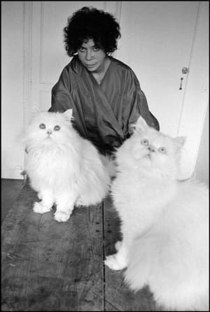 Artwork Title: Fini and her Cats