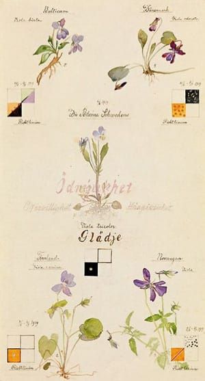 Artwork Title: Violet Blossoms with Guidelines