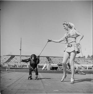 Artwork Title: Circus Woman With Rollerskating Monkey