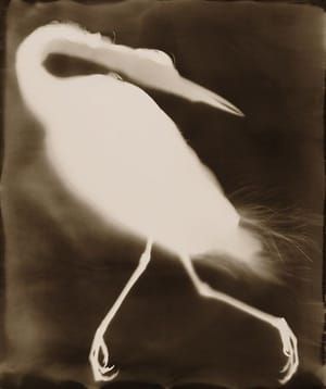 Artwork Title: Blue Heron