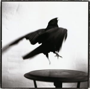 Artwork Title: Raven