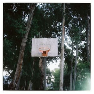 Artwork Title: Torn Net