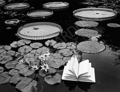 Artwork Title: Lecciones de Botanica, Suiza