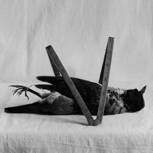 Artwork Title: Untitled