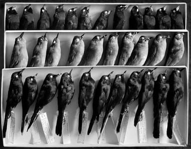 Artwork Title: The Collection