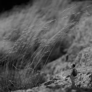 Artwork Title: Untitled