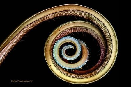 Artwork Title: Proboscis