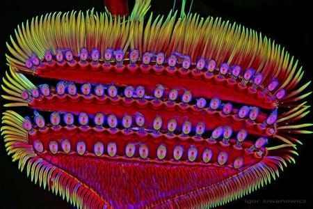Artwork Title: Male diving beetle's front leg