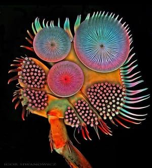 Artwork Title: Acilius diving beetle male front tarsus 100x