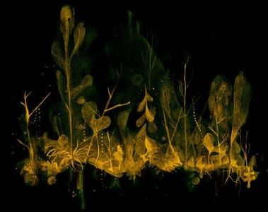 Artwork Title: Night