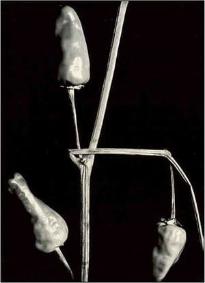 Artwork Title: Untitled