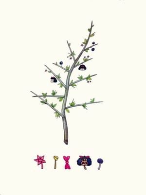 Artwork Title: Flora Argentina
