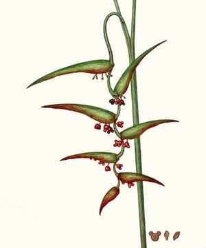 Artwork Title: Heliconia musculus