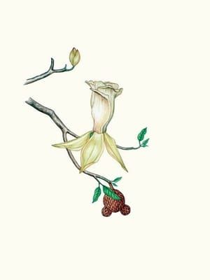 Artwork Title: Flora Americana