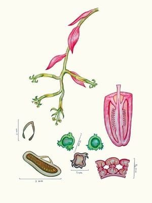 Artwork Title: Bilbergia sanderiana