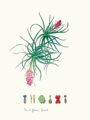 Artwork Title: Tillandsia stricta