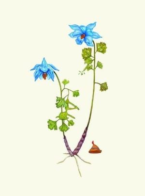 Artwork Title: Flora Italiana