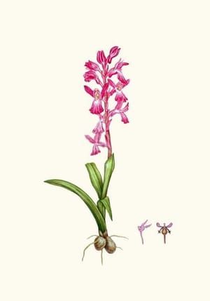 Artwork Title: Flora Francesa