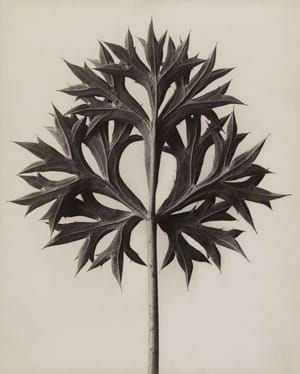 Artwork Title: Eryngium bourgatii. Bourgatis Eryngo