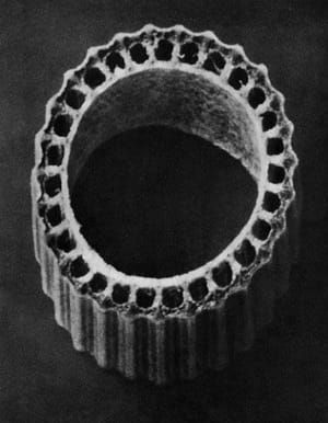 Artwork Title: Equisetum hyemale, Dutch rush, scouring rush, cross-section