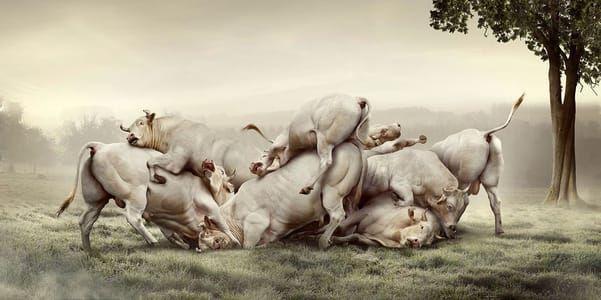 Artwork Title: Untitled