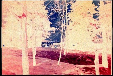 Artwork Title: Woodlands