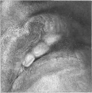 Artwork Title: Crop1Fbmouth815