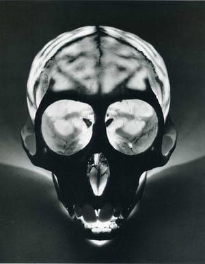 Artwork Title: Young Monkey Skull