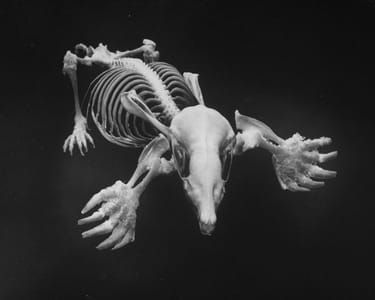Artwork Title: Picture of a Mole