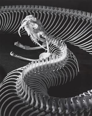 Artwork Title: The Skeleton of a Gaboon Viper