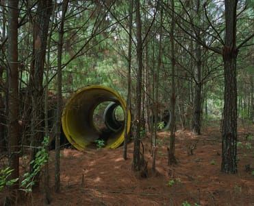 Artwork Title: Yellow (Forest Interventions)