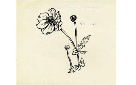 Artwork Title: Meadow Flowers