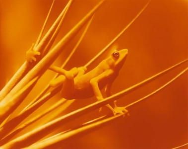 Artwork Title: The Amphibian Crisis Download, (Panamanian Golden Frog), Los Angeles, California
