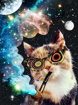 Artwork Title: High Cat