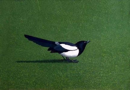 Artwork Title: Magpie