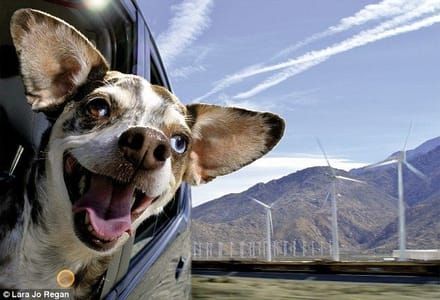 Artwork Title: Chulo, Dapple Chiweenie