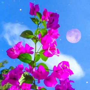 Artwork Title: Bougainvilla