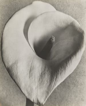 Artwork Title: Calla Lily. Mexico City, Mexico