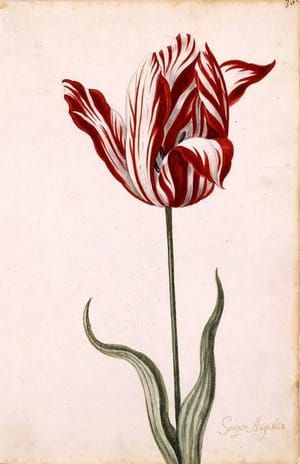 Artwork Title: Semper Augustus