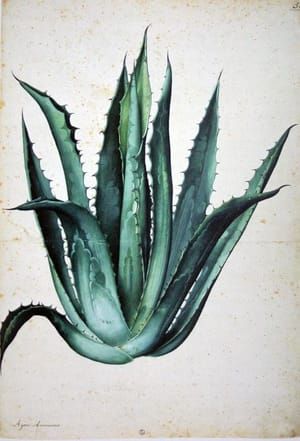 Artwork Title: Agave Americana