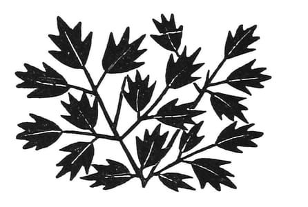 Artwork Title: Spray of Leaves