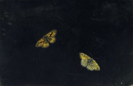 Artwork Title: Two Butterflies