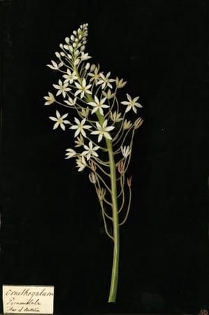 Artwork Title: Ornithogalum Pyramidale, Star of Bethlehem
