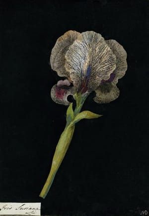 Artwork Title: Iris Susiana, Chalcedonian