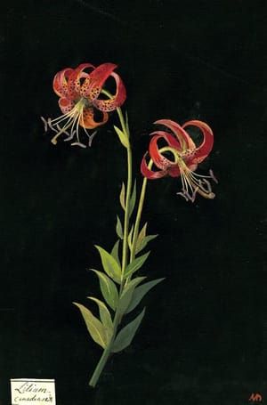 Artwork Title: Lilium Canadense