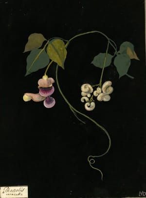 Artwork Title: Phaseolus Caracalla